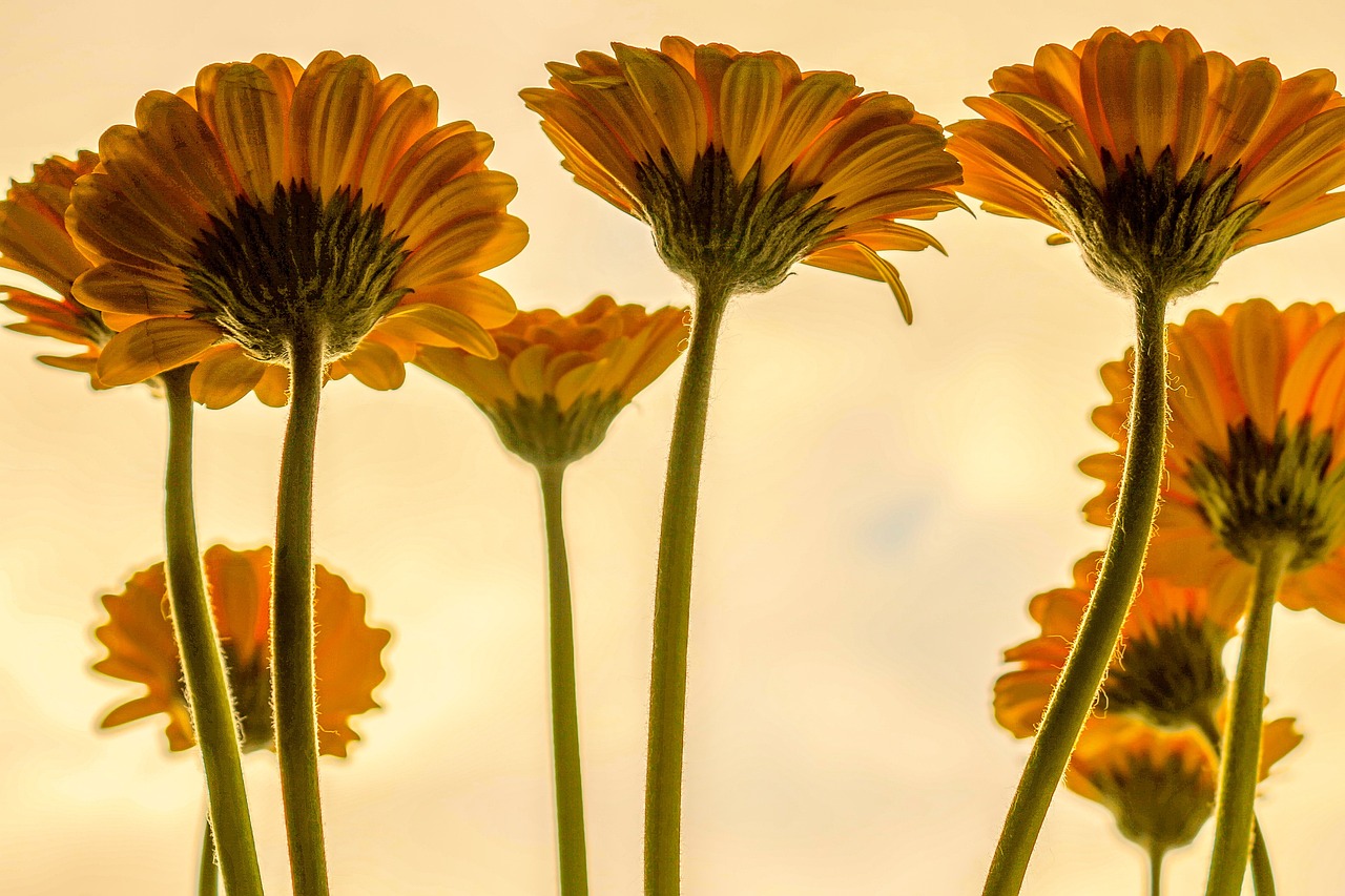 yellow, flowers, sunflowers-3705716.jpg